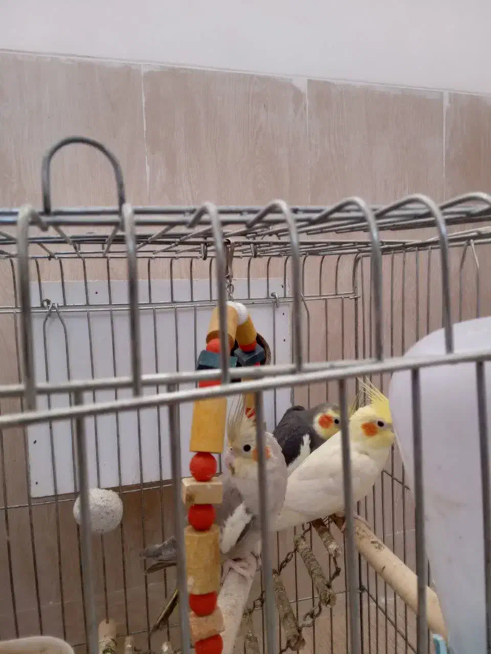 عروس هلندی|پرنده|تفت, |دیوار