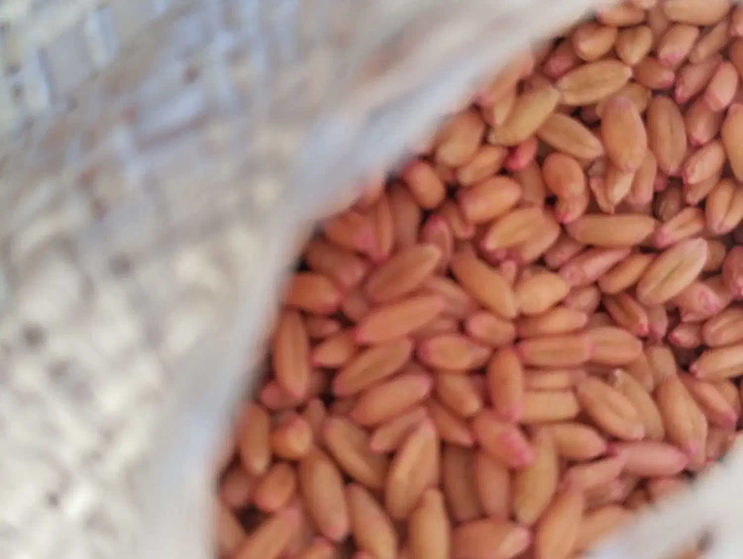 بذر گندم دیم|عمدهفروشی|الیگودرز, |دیوار