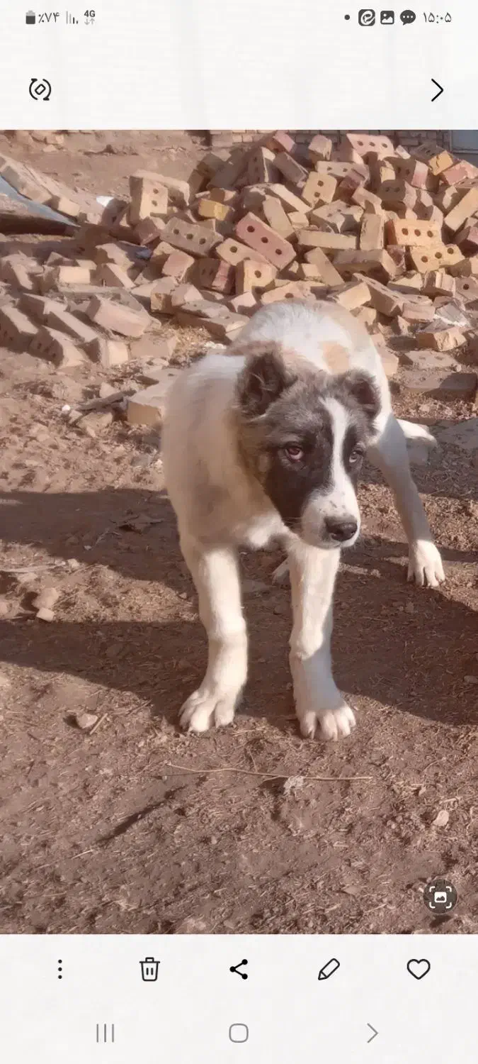 فروش توله سرابی|سگ|زنجان, |دیوار