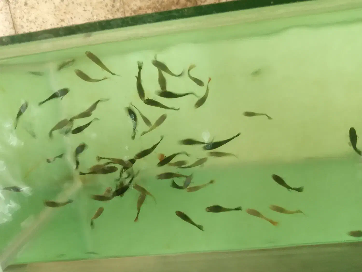 گوپی خوراک|ماهی|فولادشهر, A6|دیوار