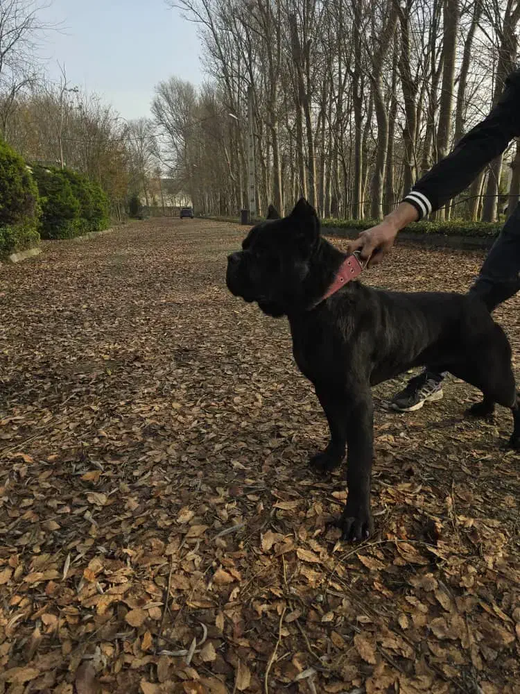 کن کورسو|سگ|رشت, لاکان شهر|دیوار