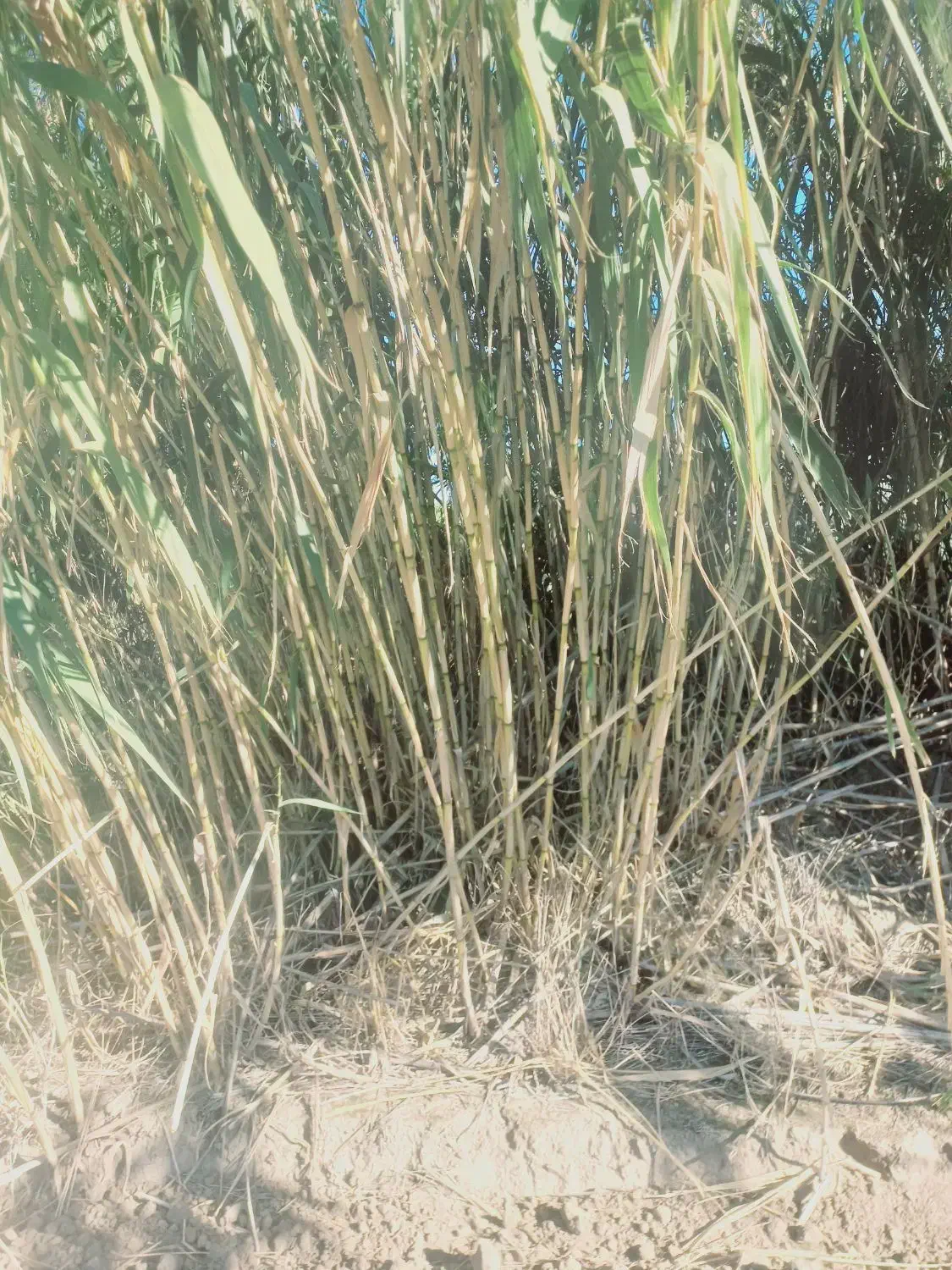 نی پرچین/نی خزانه/نیزار/نی حصار|عمده‌فروشی|رامیان, |دیوار