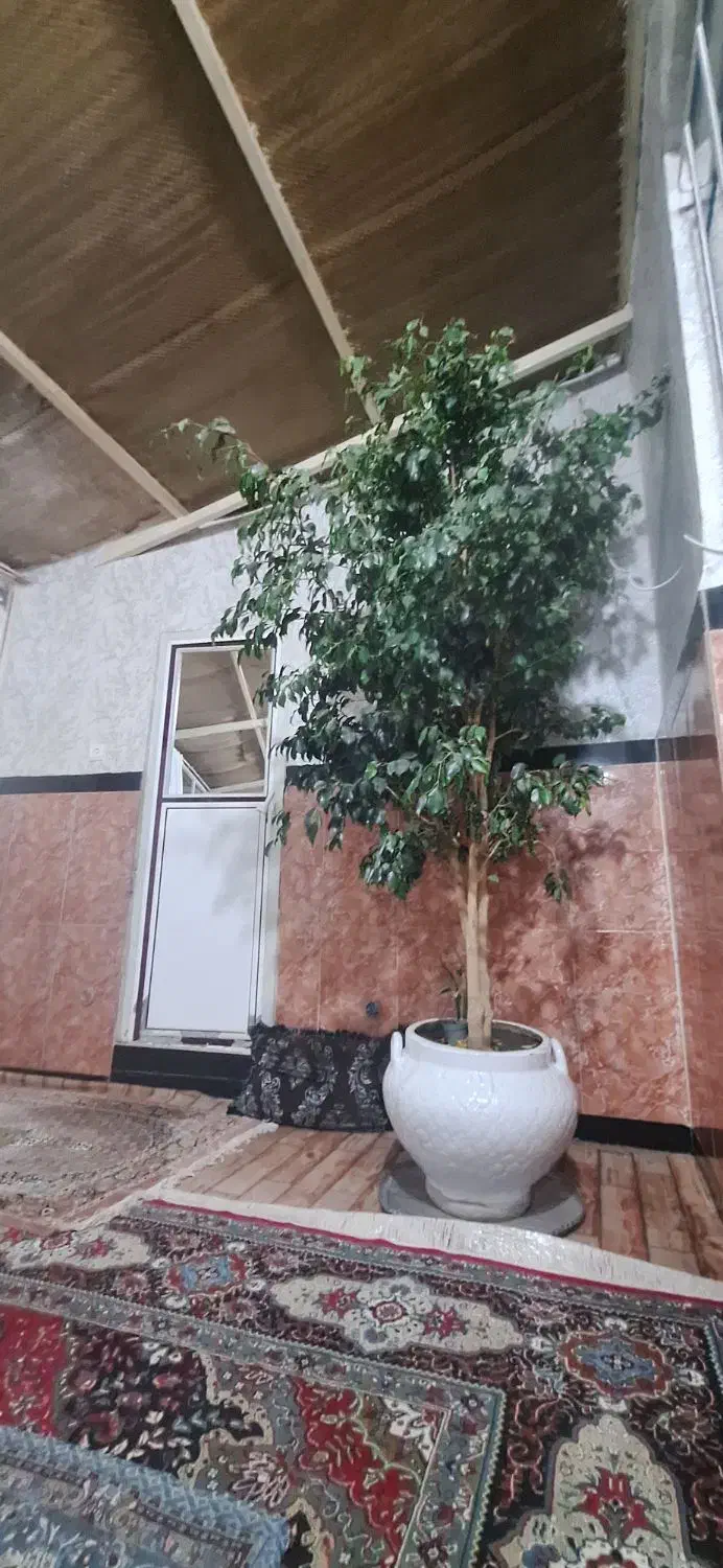 گل طبیعی بنجیامین|گل و گیاه طبیعی|نقده, |دیوار