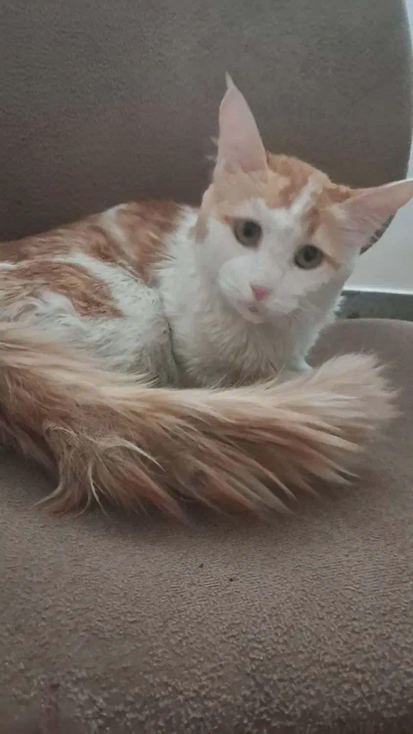 گربه میکس پرشین واگذار می شود|گربه|شاهین‌شهر, پارک بانک استان|دیوار