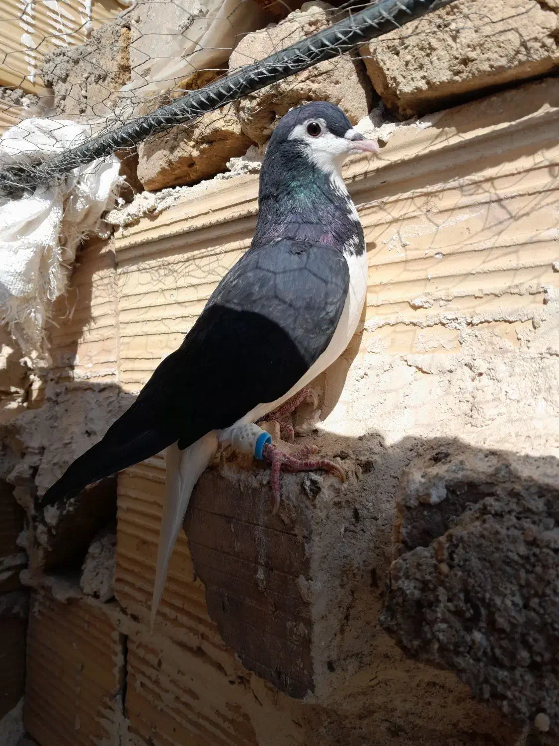 کبوتر|پرنده|تاکستان, |دیوار