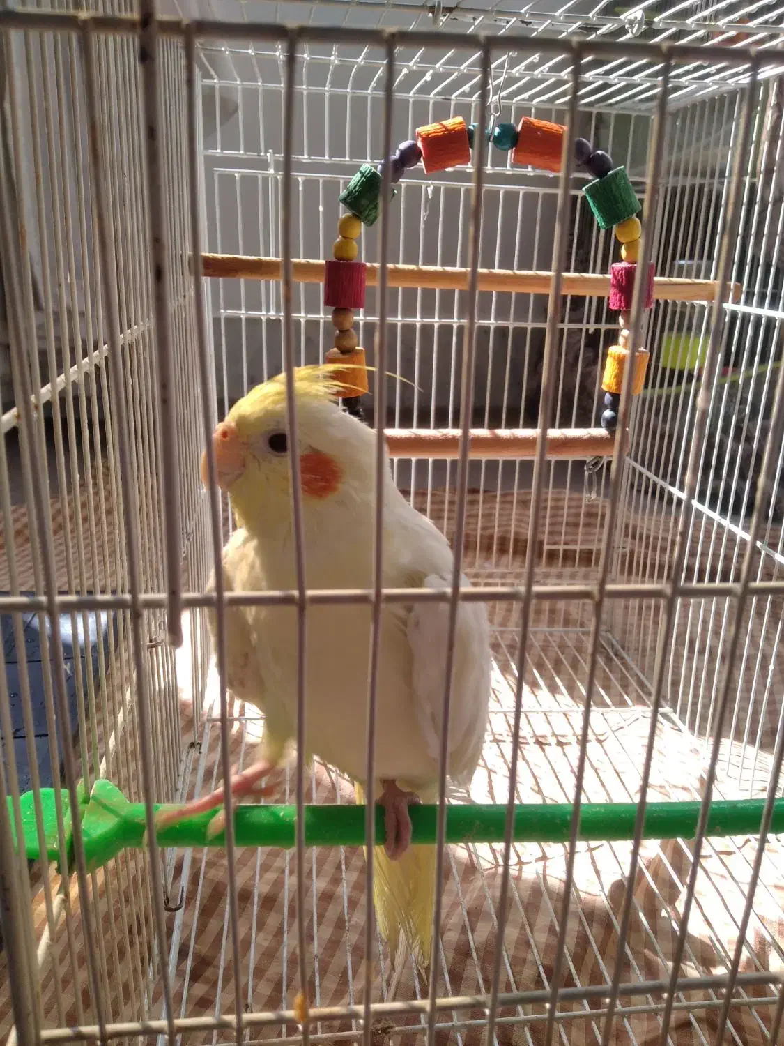 قناری|پرنده|مشهد, شهید قربانی|دیوار