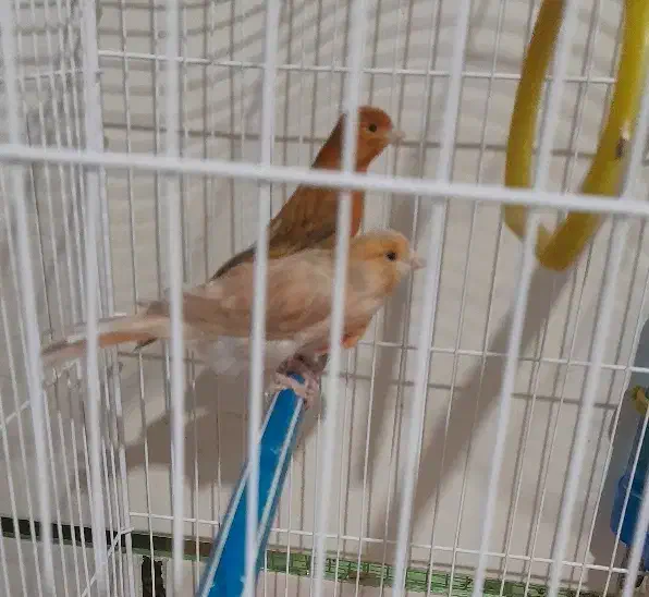 معاوضه (قناری جفت)|موبایل|مرودشت, قانون|دیوار