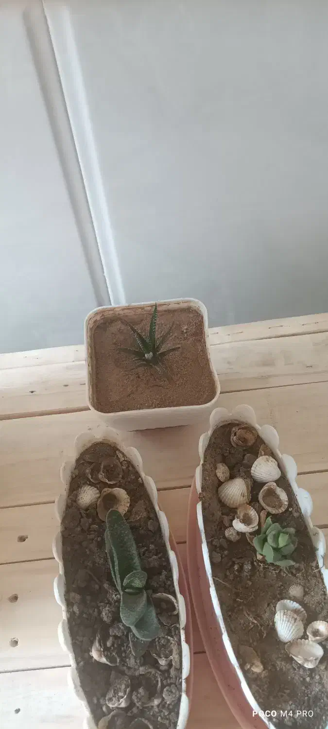 گل پاندانوس بزرگ|گل و گیاه طبیعی|اردکان, |دیوار