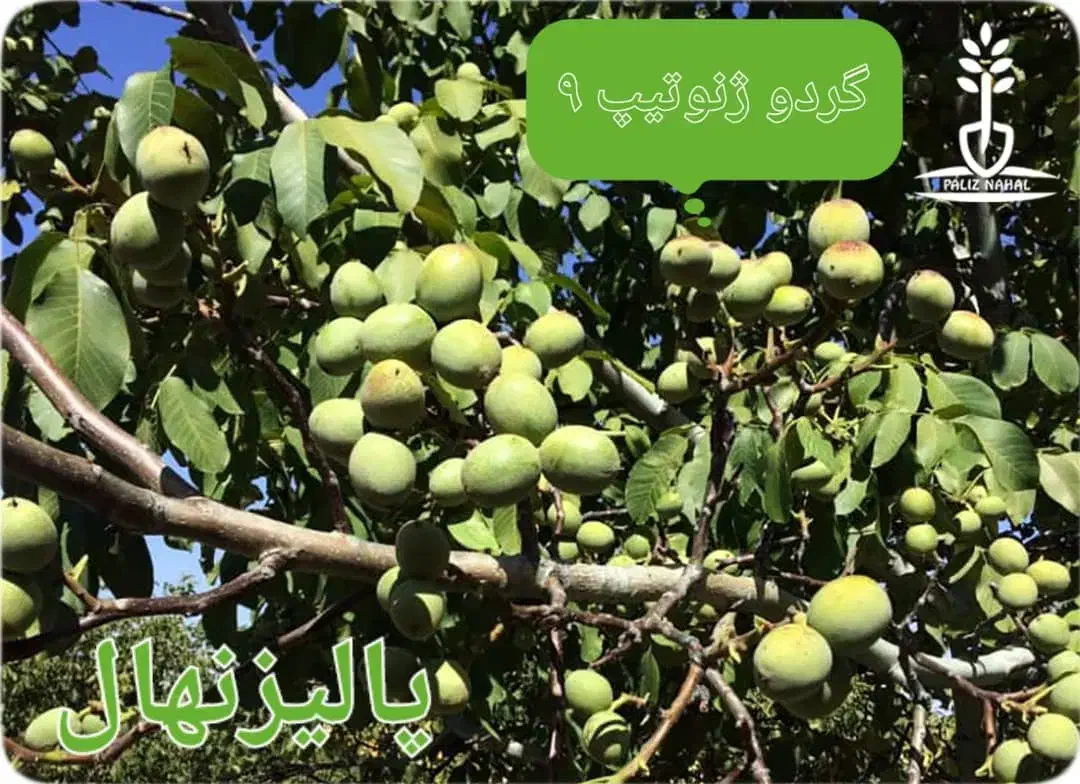 نهالستان پالیز دارای ارقام متنوع نهال های دیرگل|خدمات باغبانی و درختکاری|سرعین, |دیوار