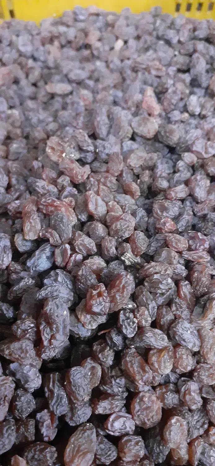 فروش ویژه بیدانه .فخری .افتاب خشک تاکستان|خوردنی و آشامیدنی|تاکستان, |دیوار