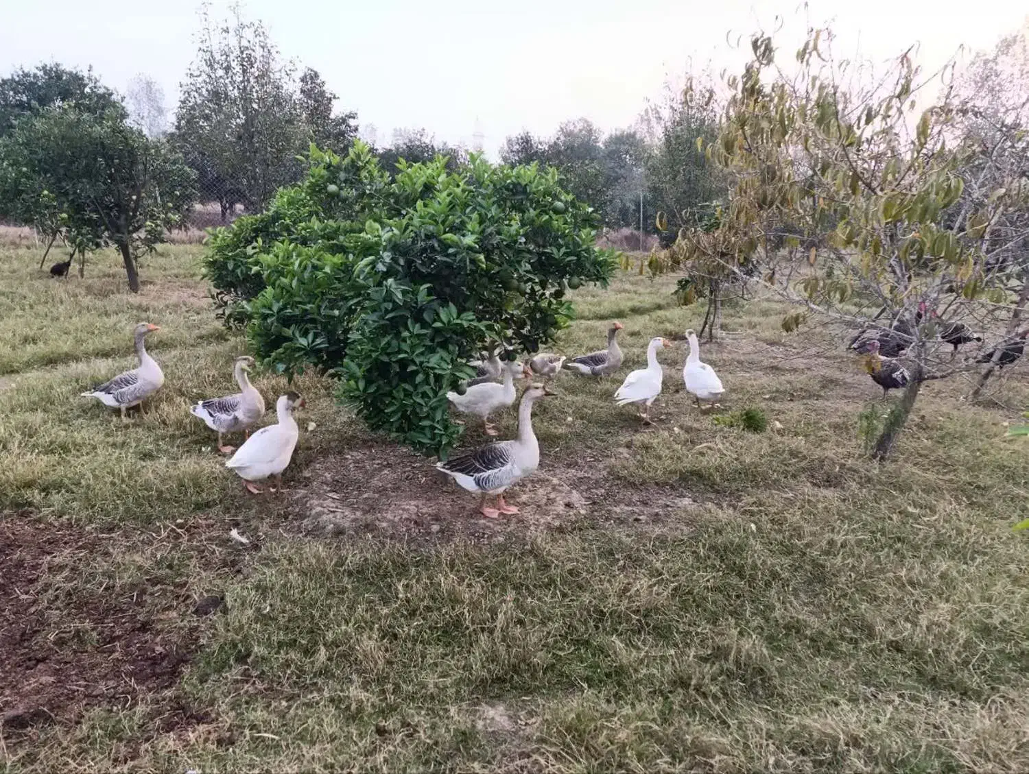 غاز - فروش ویژه|حیوانات مزرعه|بابل, |دیوار