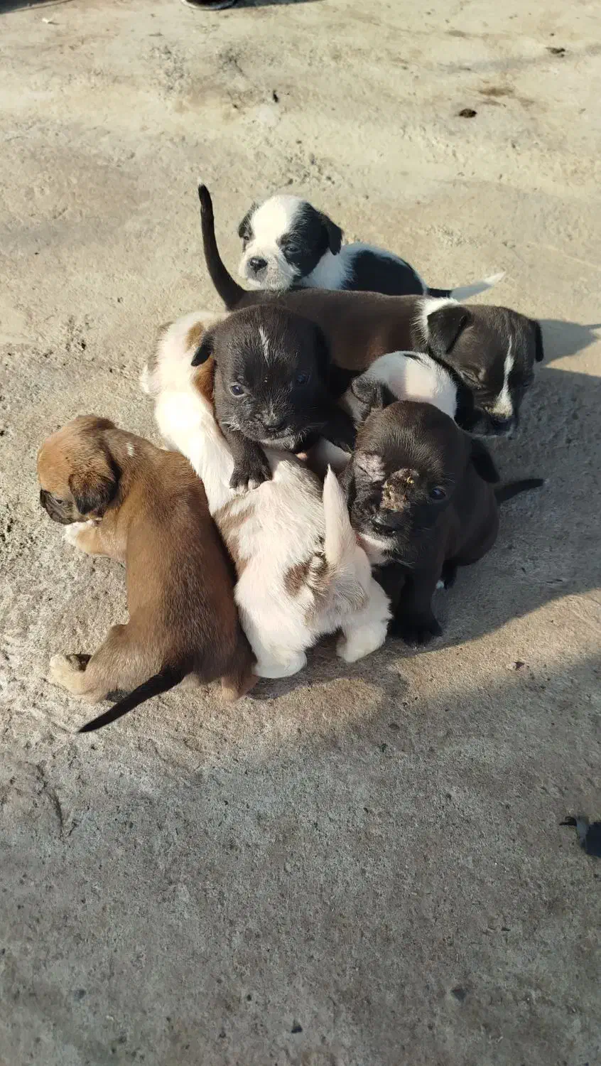 چند عدد سگ جهت واگذاری|سگ|کیاشهر, |دیوار