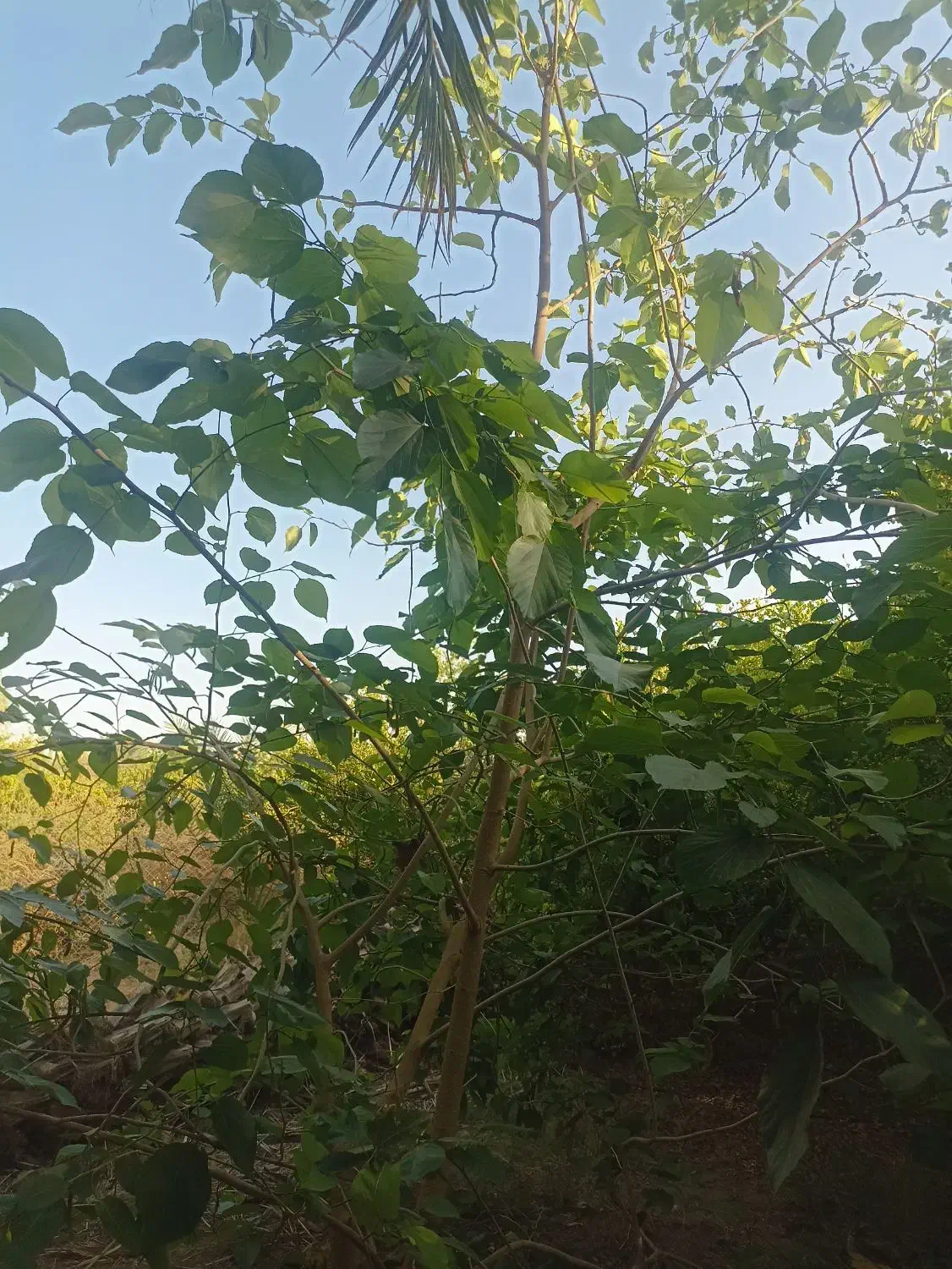 زمین باغی|فروش دفتر صنعتی، کشاورزی، تجاری|رودان, |دیوار