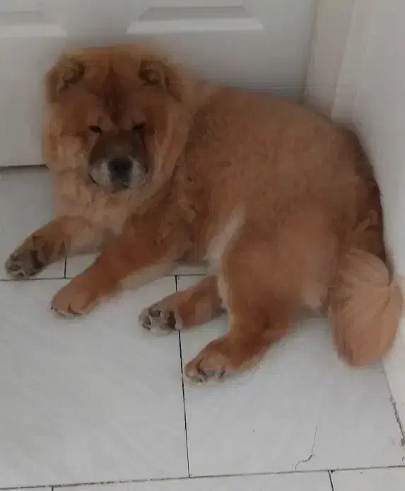 سگ چاوچاو ماده|سگ|تهران, باغ فیض|دیوار