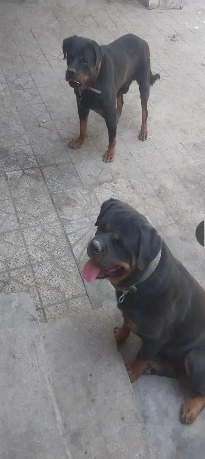 واگذاری حیوان خانگی|سگ|کرمانشاه, |دیوار