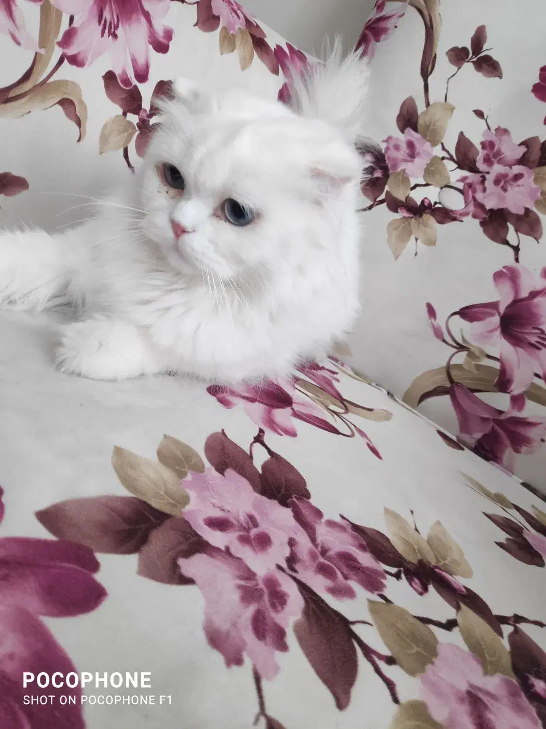 گربه پرشین اسکاتیش|گربه|تبریز, |دیوار