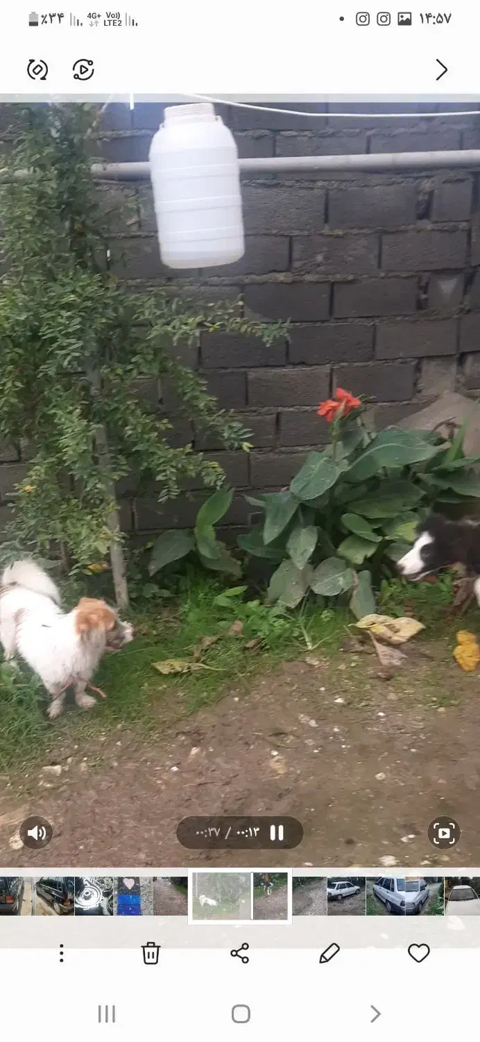 فروش سگ پاکوتاه|سگ|نوشهر, |دیوار