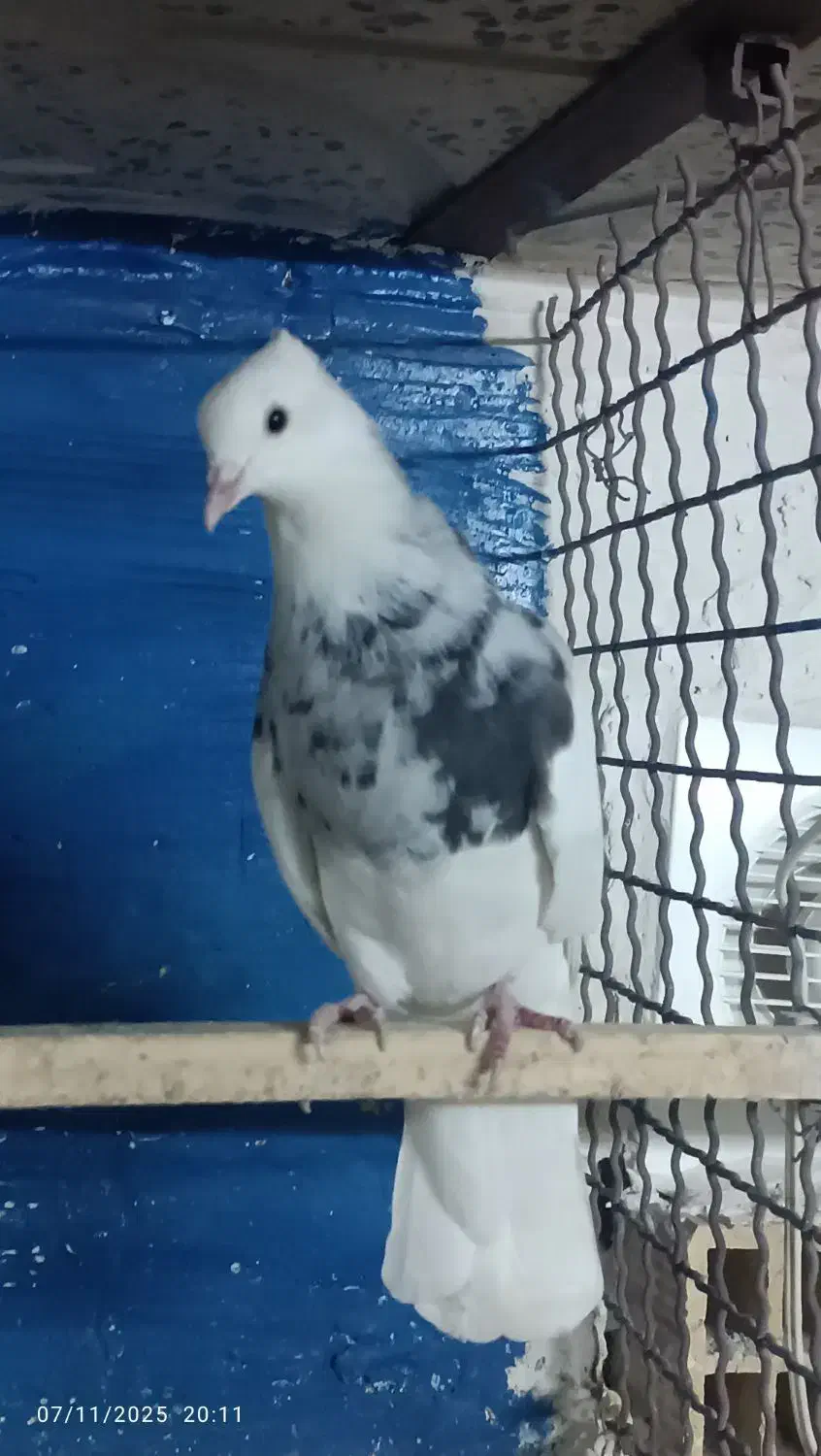 طوقی لکه دار|پرنده|فیروزآباد, |دیوار