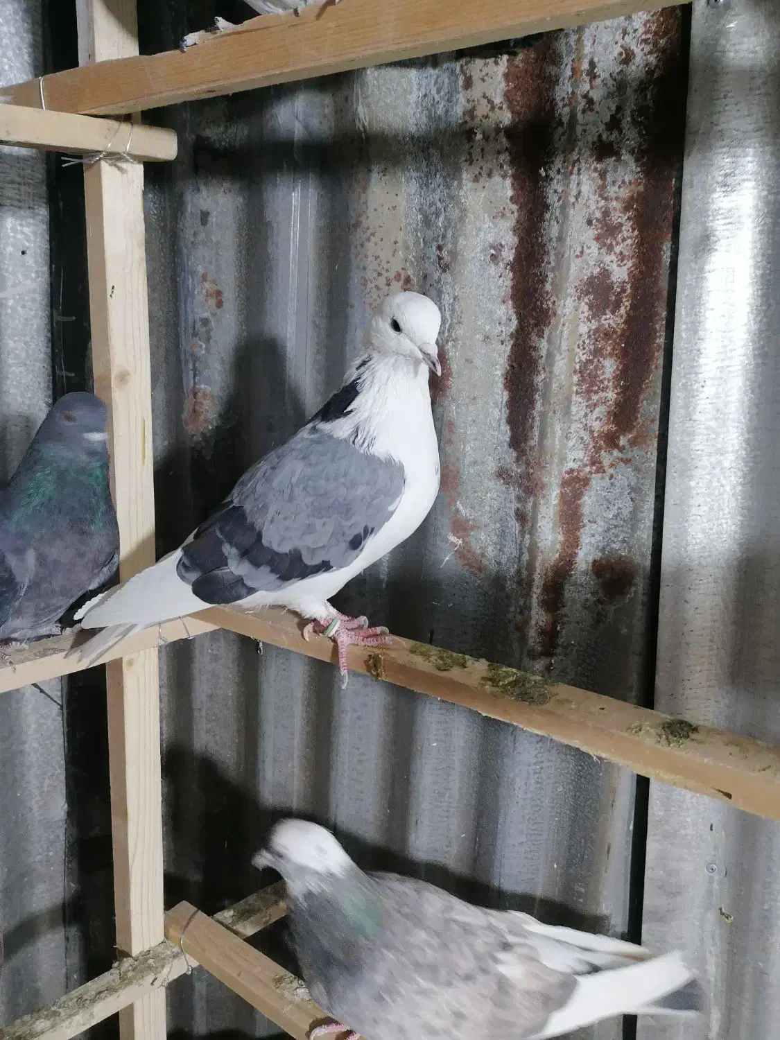 کفتر|پرنده|تهران, بلورسازی|دیوار