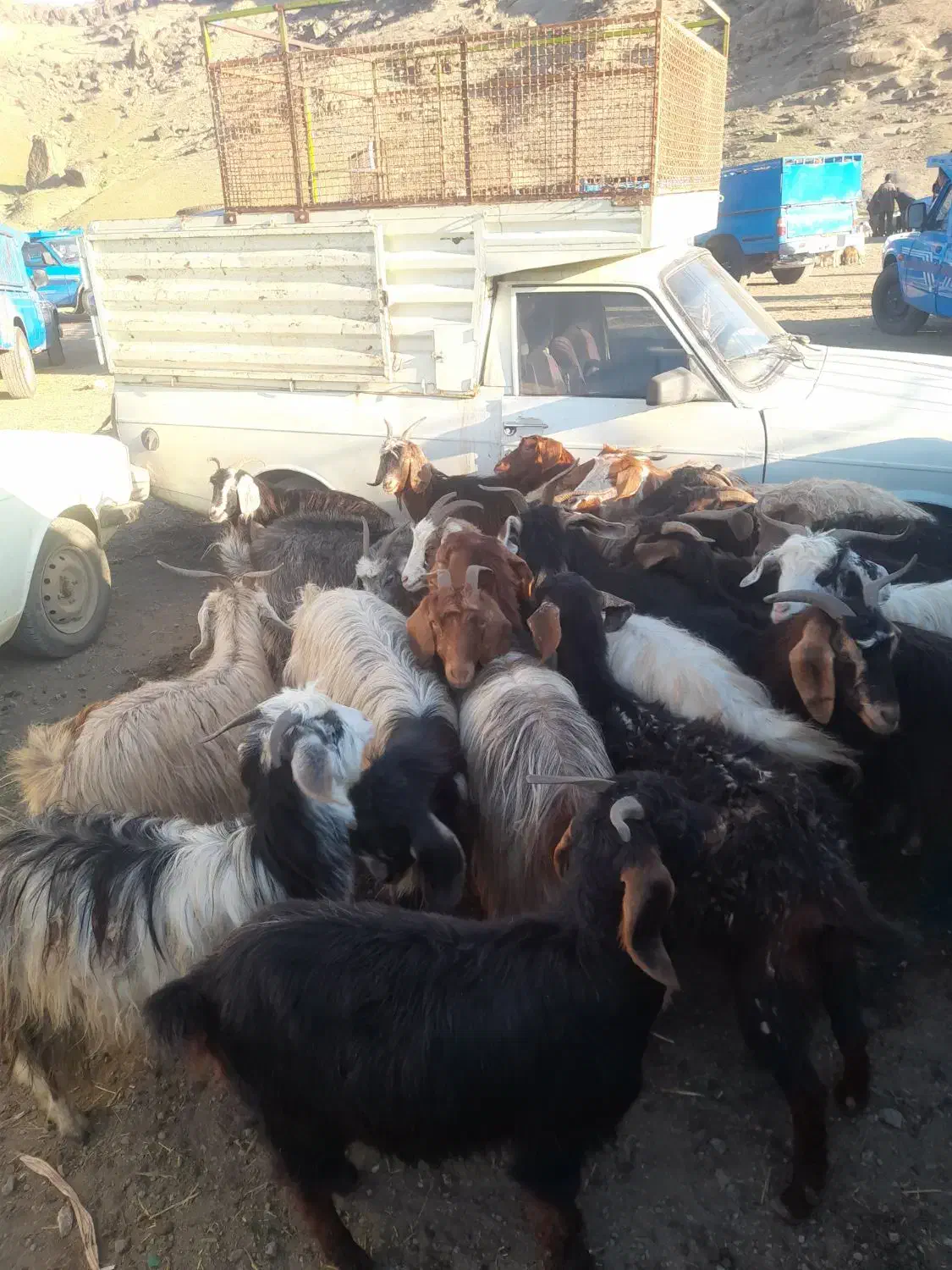 بز ماده ابستن|حیوانات مزرعه|خدا آفرین, |دیوار