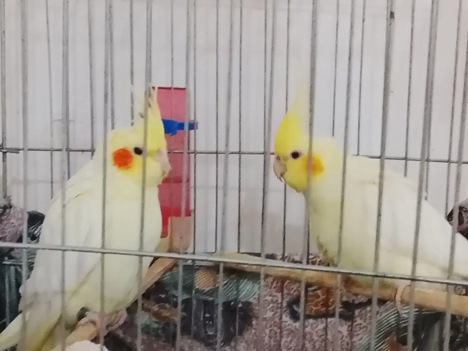 عروس هلندی|پرنده|شوش, |دیوار