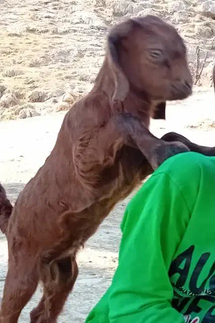 2تا کهره نر یه بز ۳قلوزا|حیوانات مزرعه|سر آسیاب یوسفی, |دیوار