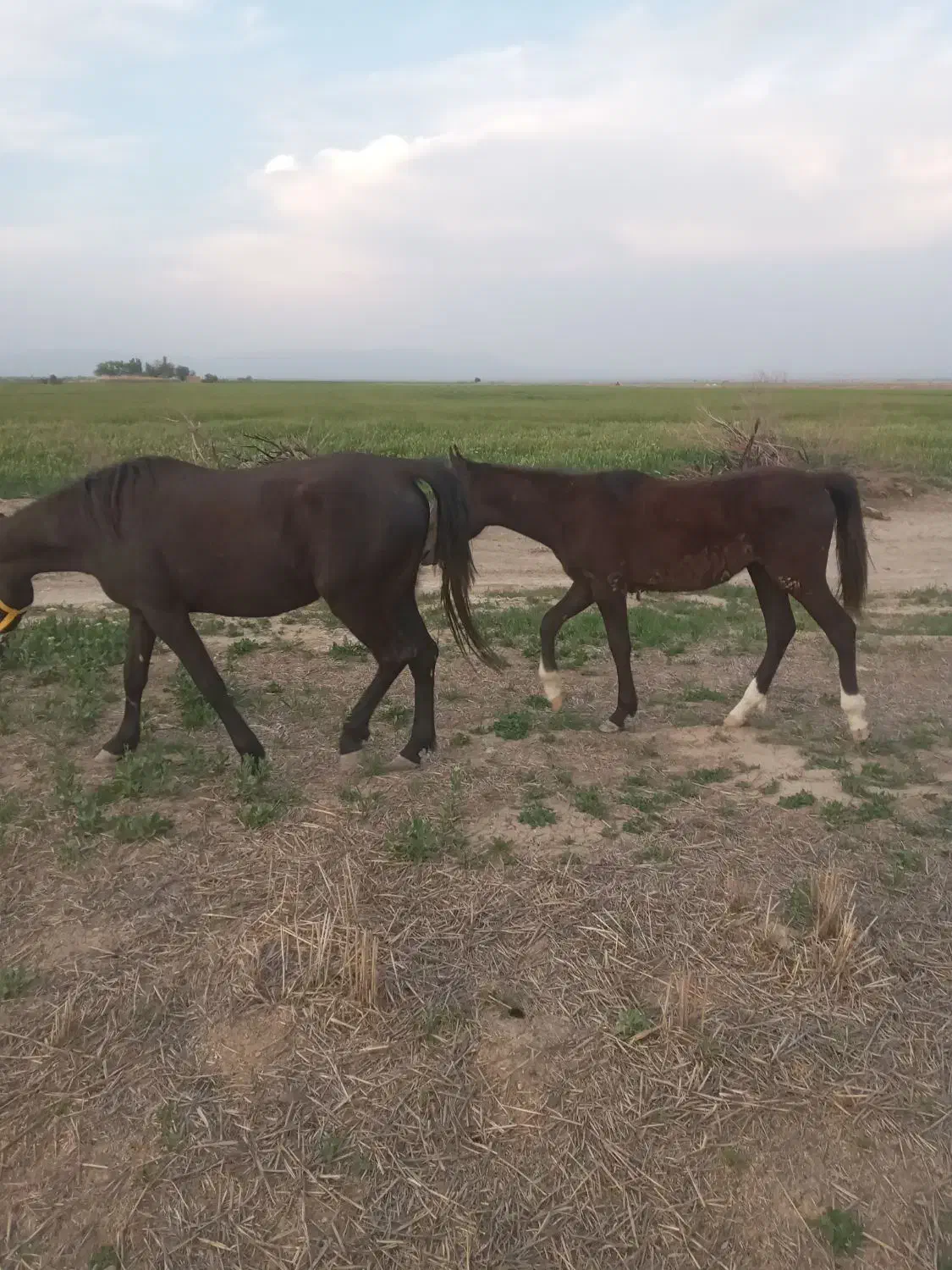 اسب|اسب و تجهیزات اسب‌سواری|میلاجرد, |دیوار