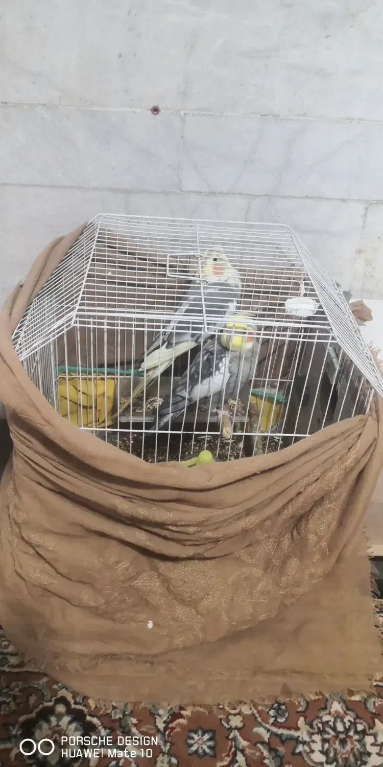 جفت عروس هلندی|پرنده|نرماشیر, |دیوار