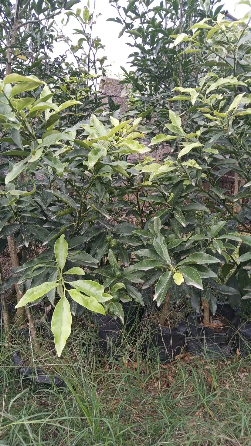 تولید انواع گلهای بیرونی وموز ومرکبات اصلاح  شده|خدمات باغبانی و درختکاری|نشتارود, |دیوار