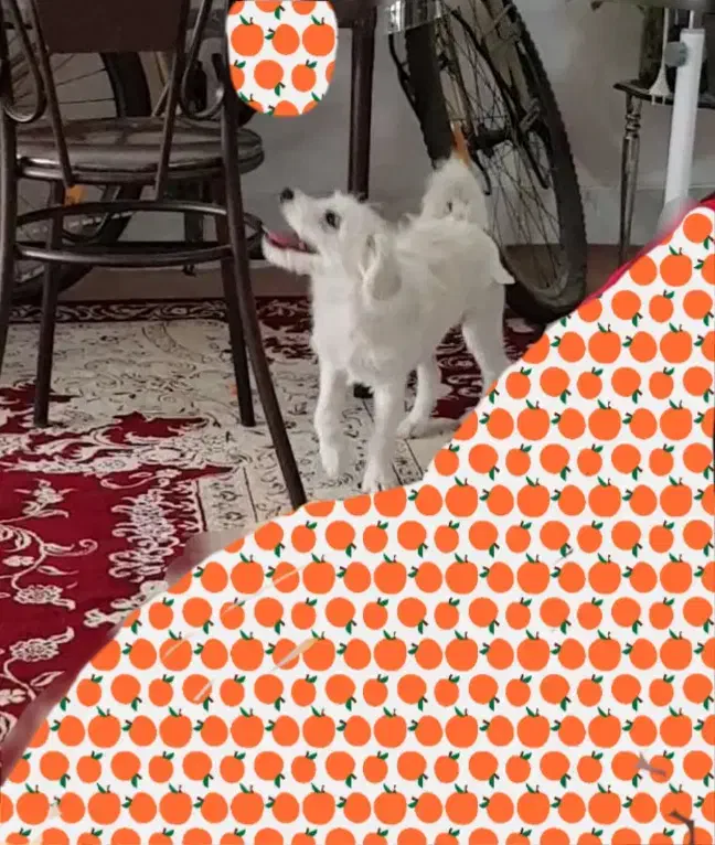 فروش سگ توافقی|سگ|قم, تولید دارو و یخچال|دیوار