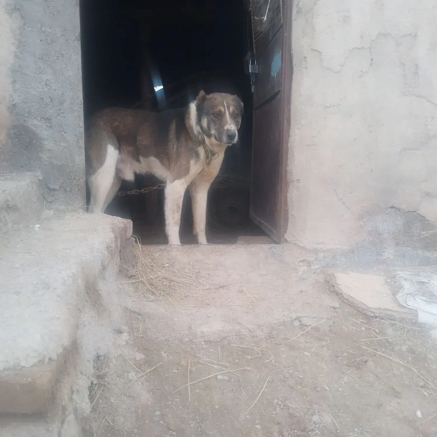 سگ خراسانی|سگ|آبکوه, |دیوار