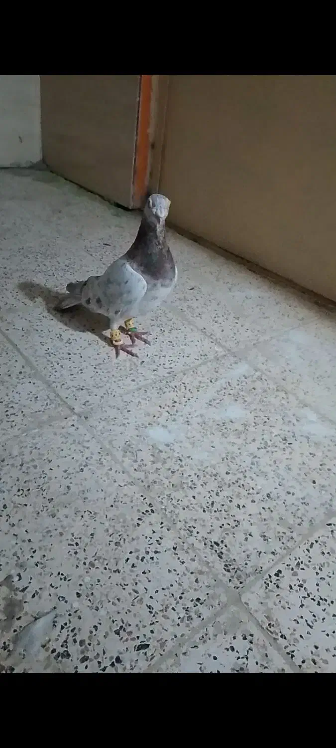 کفتر فروشی|حیوانات|بجنورد, |دیوار