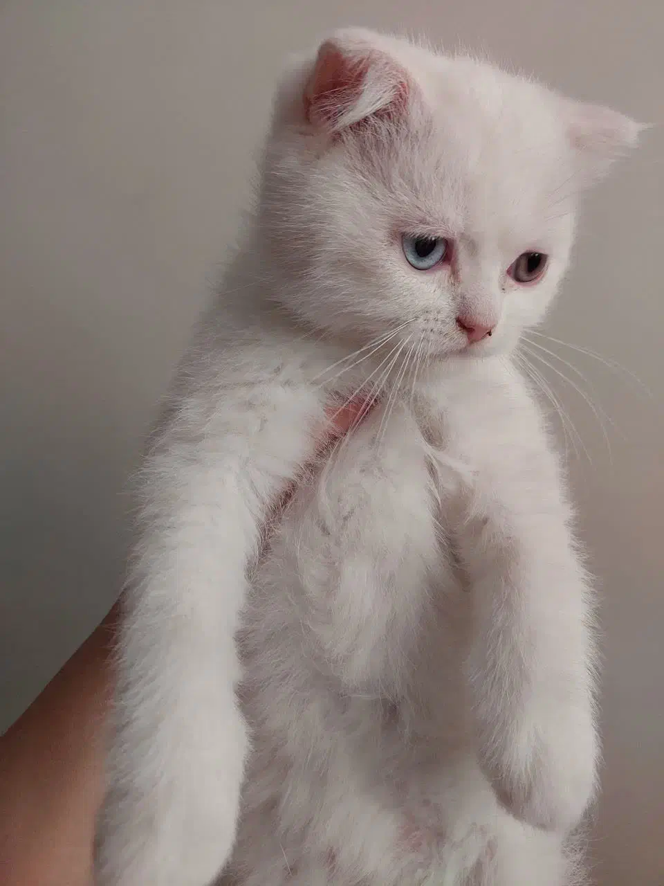 بچه گربه نژاد دار|گربه|کرمان, |دیوار