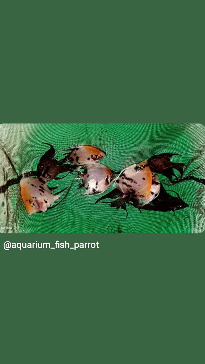 ماهی رنگی|ماهی|اهواز, پادادشهر|دیوار