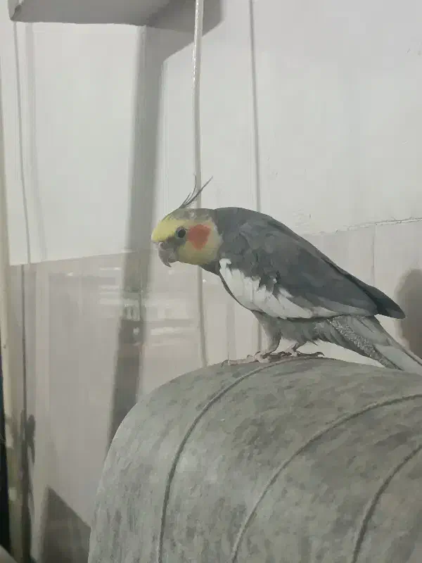 عروس هلندی نر|پرنده|مشهد, شهید آوینی|دیوار