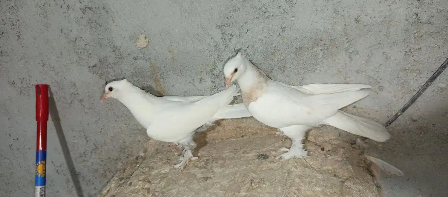 جوجه درجایی|پرنده|میناب, |دیوار