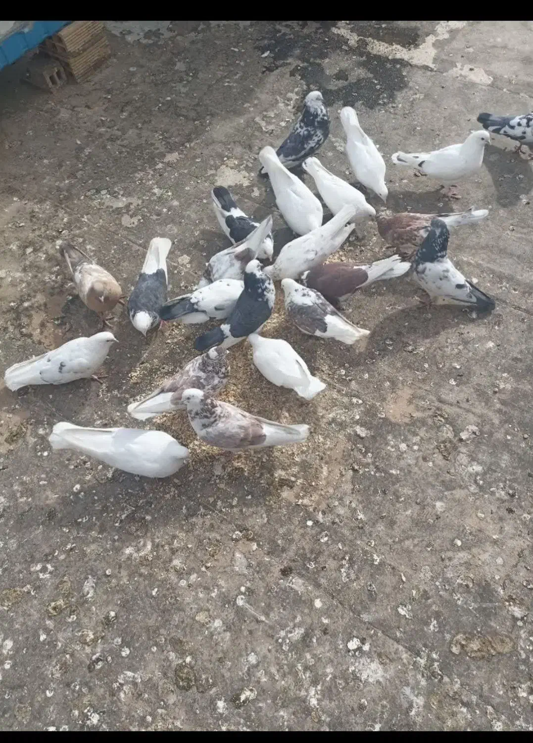 کبوتر|پرنده|اصفهان, جلالیه|دیوار