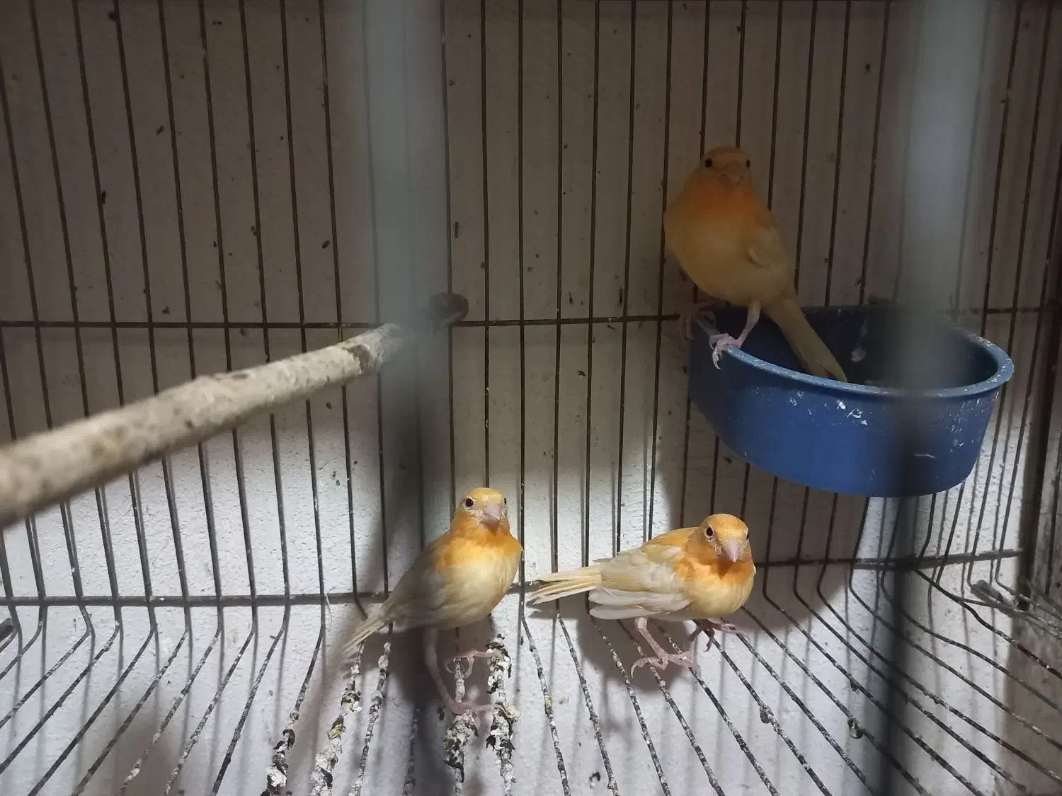 قناری سرخ|پرنده|مبارکه, |دیوار