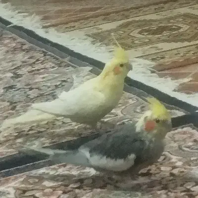 عروس هلندی|پرنده|مشگین شهر, |دیوار