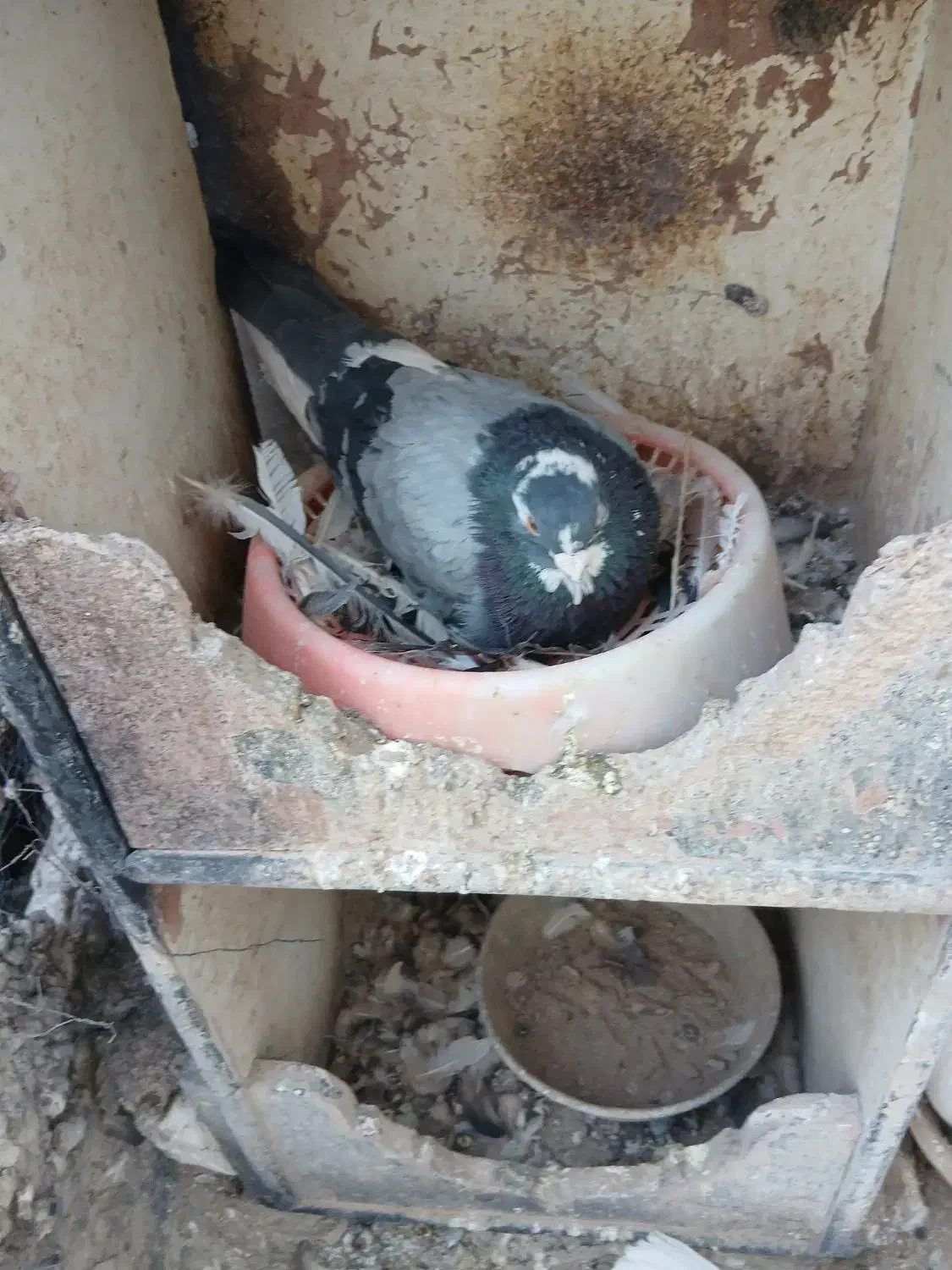 کفترپرشی ساعت سنگین|پرنده|کهک, |دیوار