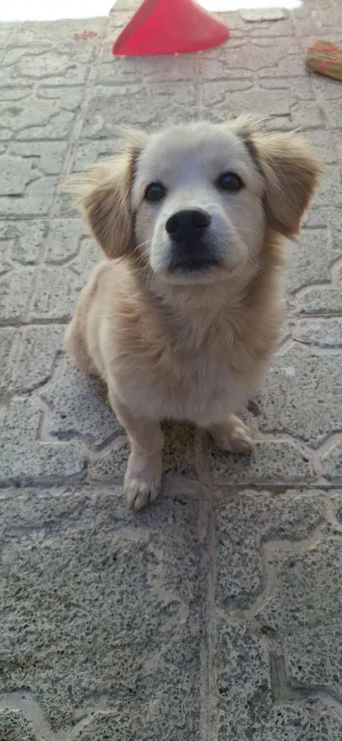 واگذاری سگ اشپیتز گوش افتاده|سگ|کرمانشاه, |دیوار