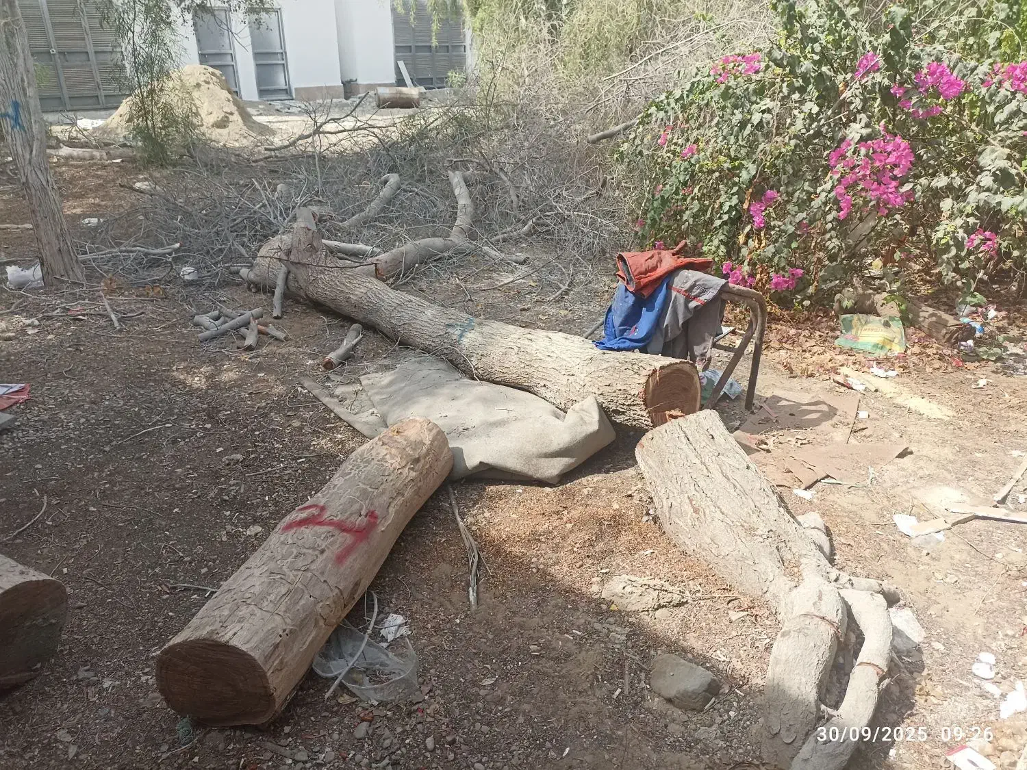 قطع و هرس درخت|خدمات باغبانی و درختکاری|چابهار, |دیوار
