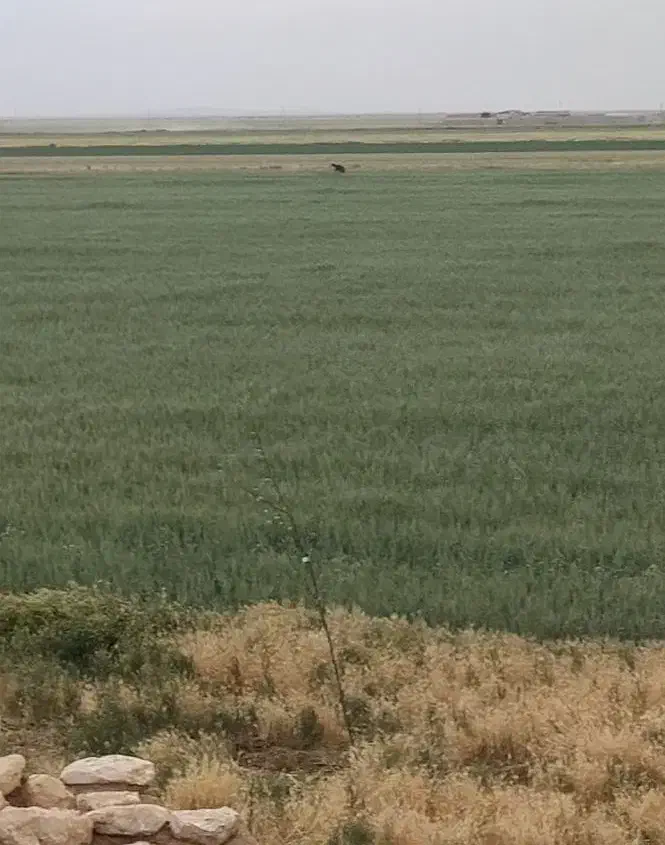 اجاره مزرعه آبی کشاورزی زمین کشاورزی موتور آب|اجارهٔ دفتر صنعتی، کشاورزی، تجاری|شراء, |دیوار