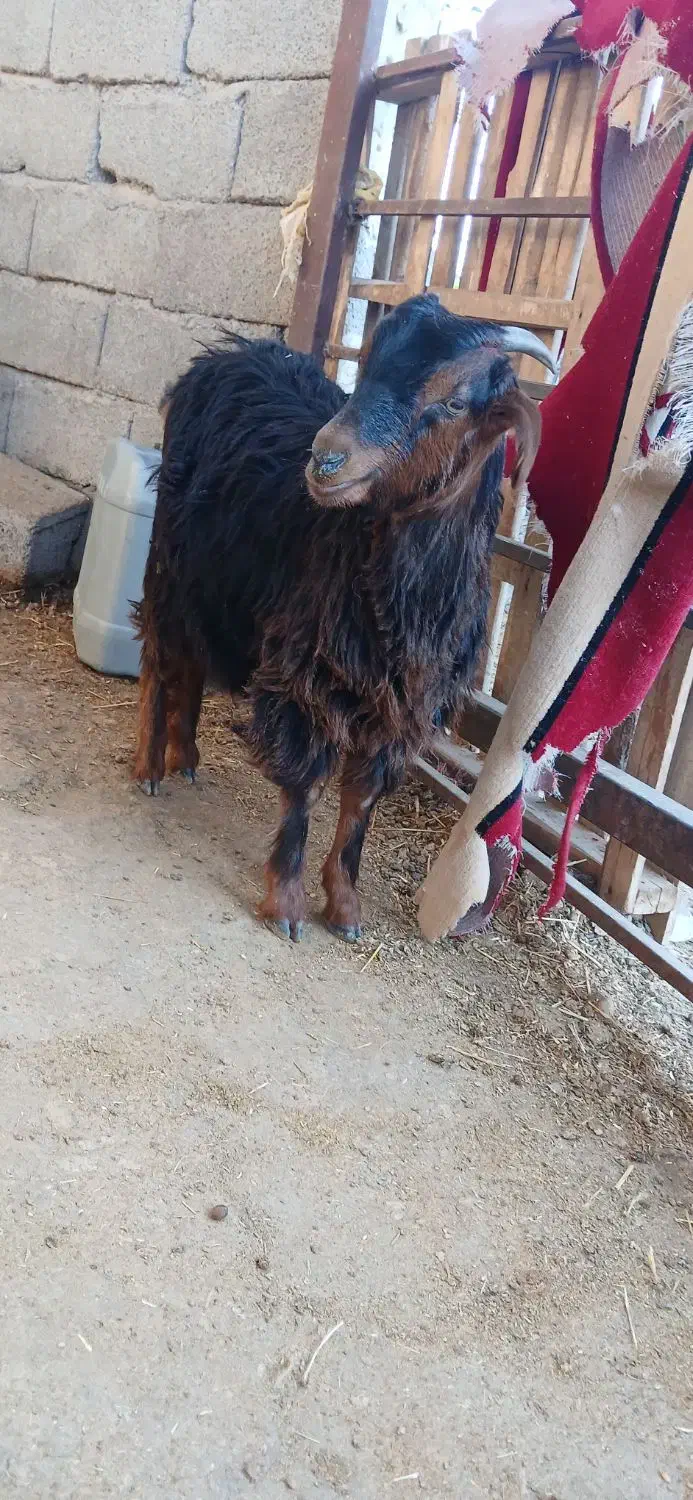 بزغاله سالم سرحال|حیوانات مزرعه|ایلام, |دیوار