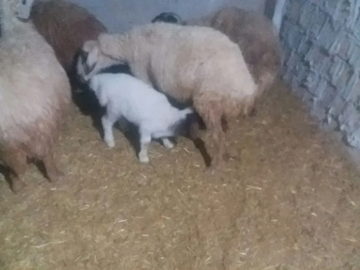 سلام دوعددمیش بره جوان سالم|حیوانات مزرعه|کوهدشت, |دیوار