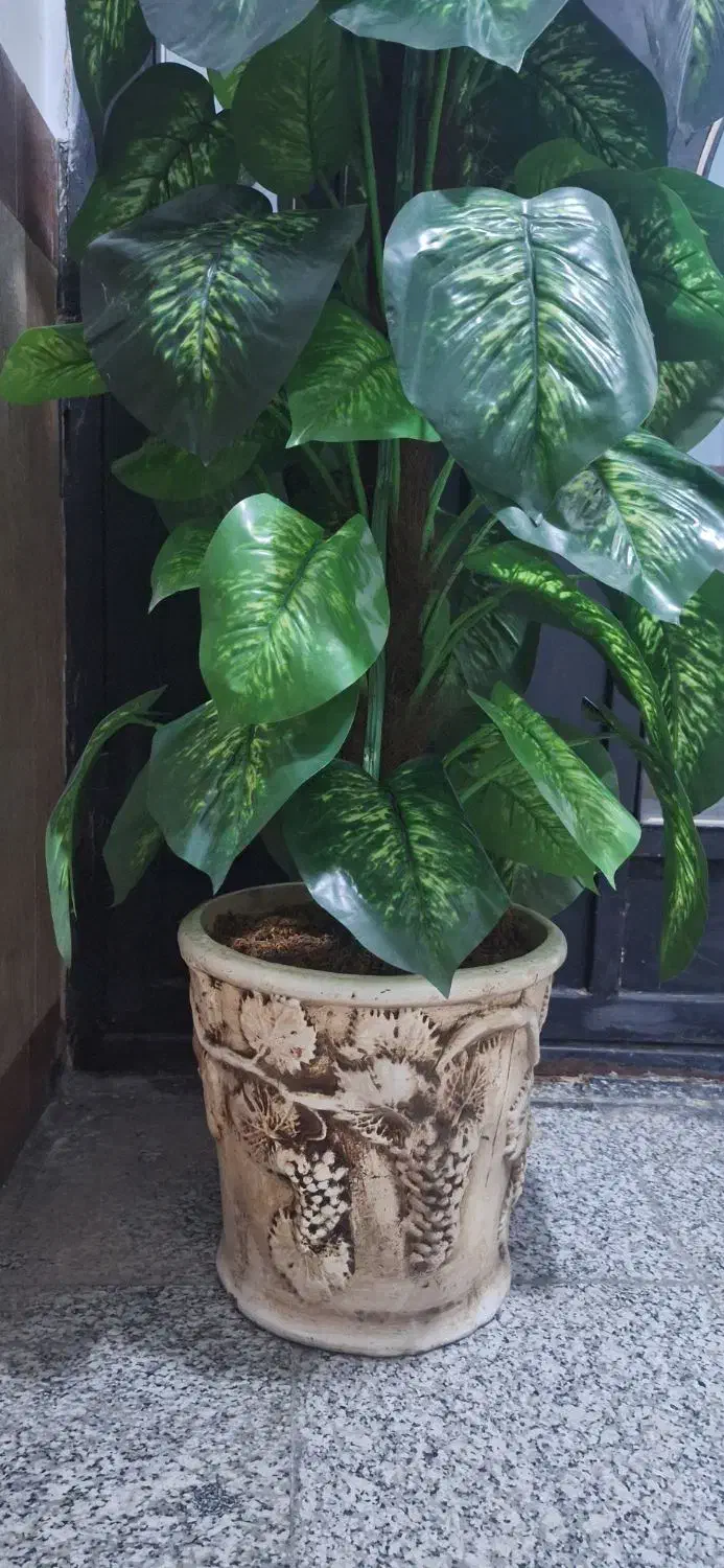 گل مصنوعی (درختچه مصنوعی دیفن باخیا)|گل مصنوعی|اردبیل, |دیوار