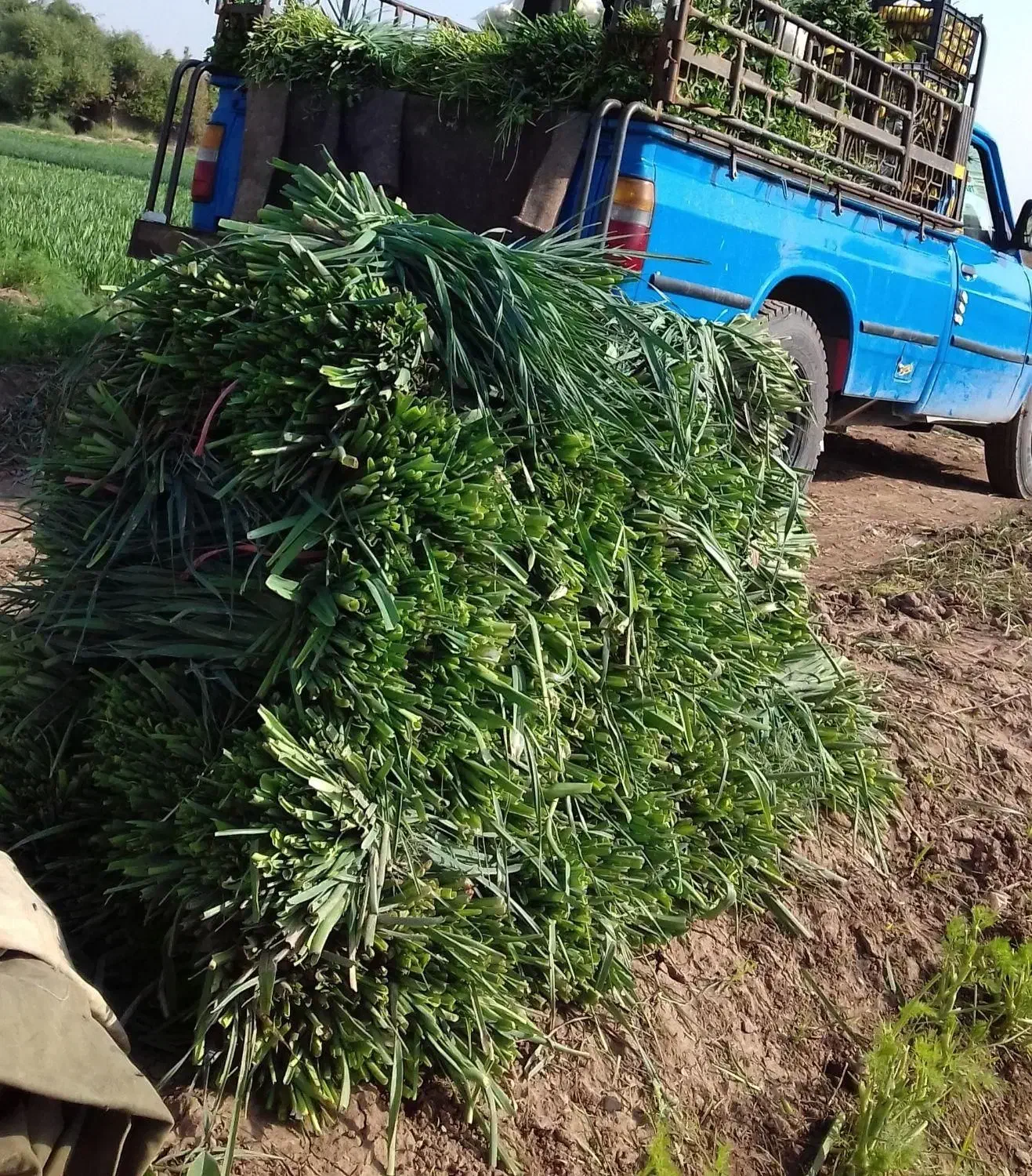 سبزی خوزستان|خوردنی و آشامیدنی|الیگودرز, |دیوار