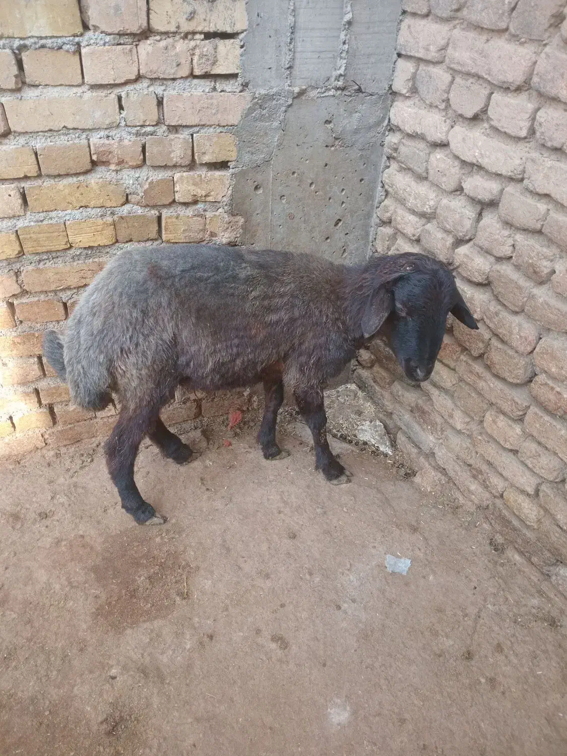 بره نر چاق|حیوانات مزرعه|گیان, |دیوار