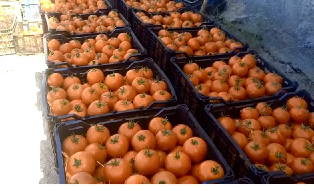 بذر f1 گوجه فرنگی رقم بازاری و صادراتی، مشابه ۸۳۲۰|خدمات باغبانی و درختکاری|کرمانشاه, |دیوار