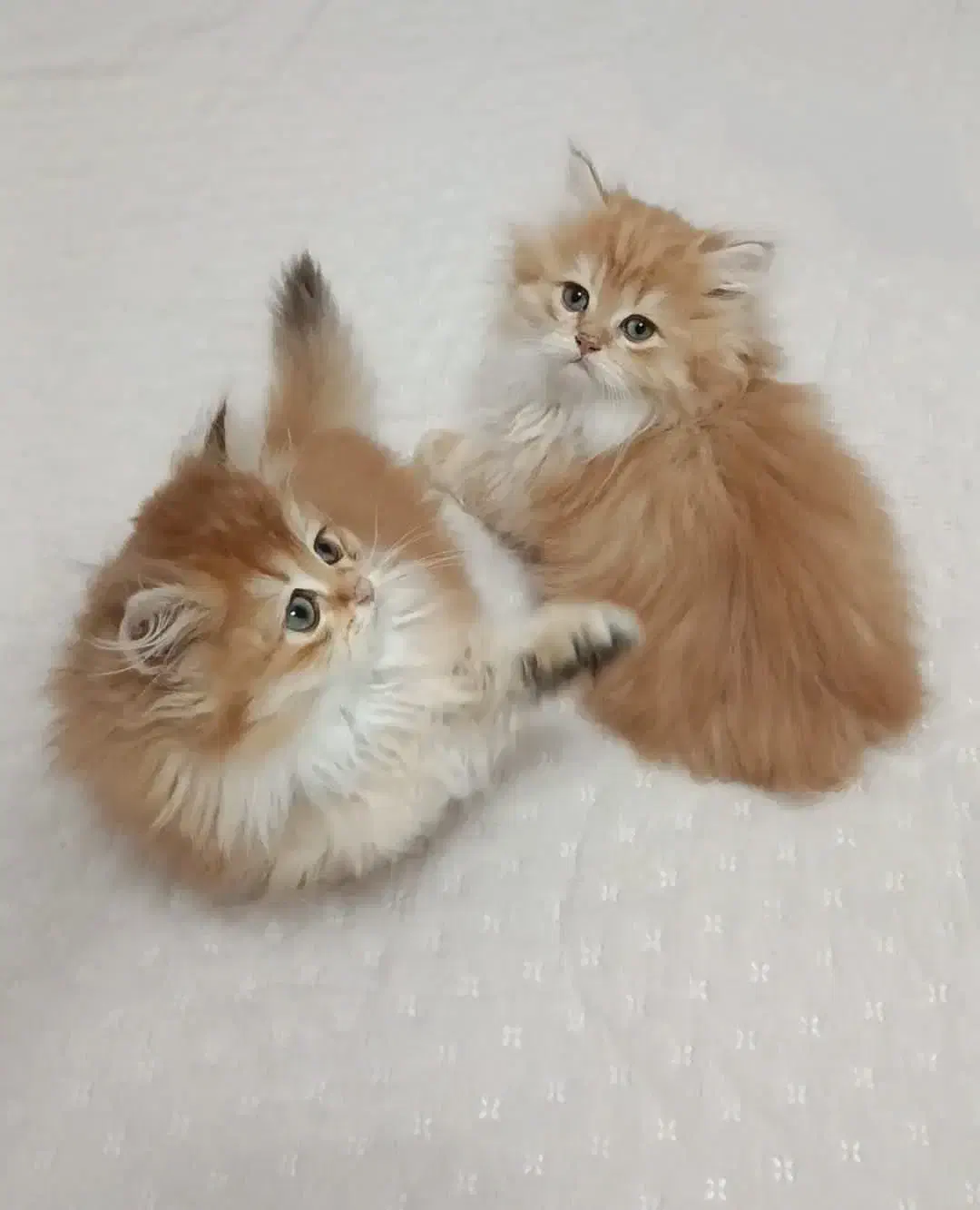 حرآا ج قصر طلایی گربه های نادر و اشرا فی بغلی|گربه|تهران, فرحزاد|دیوار